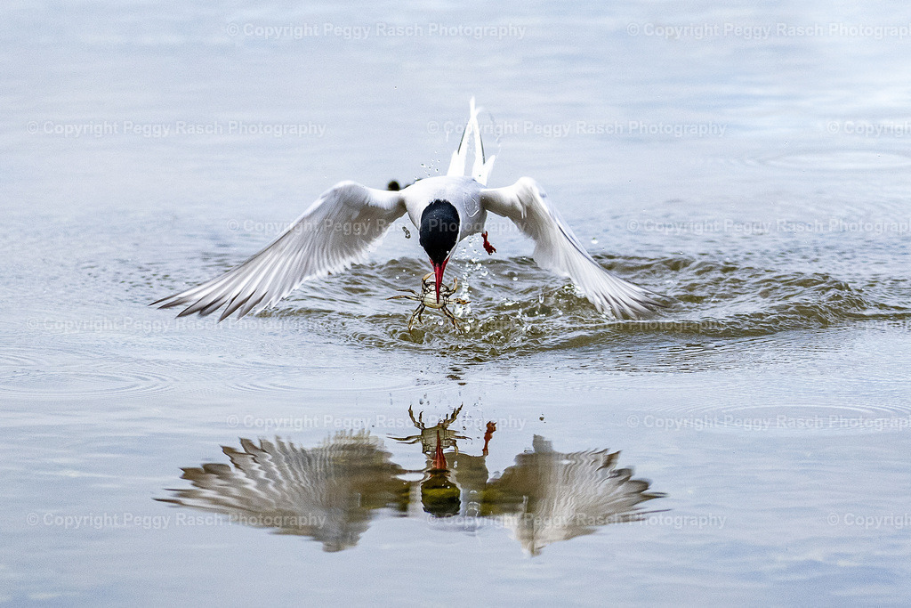 Küstenseeschwalbe | Küstenseeschwalbe - Realisiert mit Pictrs.com