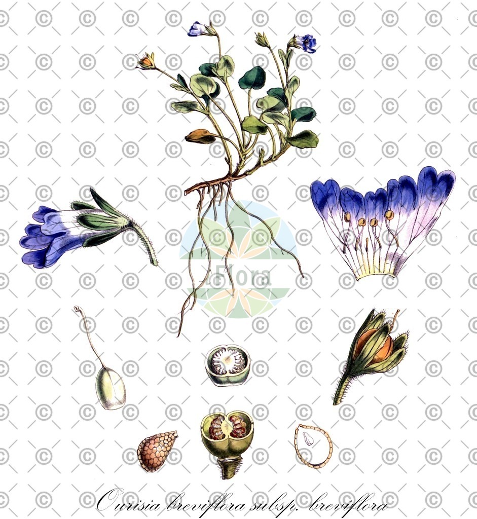 HistAbb_wfo-0000388724_1_ENZY_Simple | Historische Abbildung von Ourisia breviflora subsp. breviflora - Plantaginaceae | Historical Illustration of Ourisia breviflora subsp. breviflora - Plantaginaceae