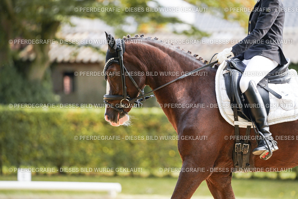 DSC05222 | Pferdegrafie