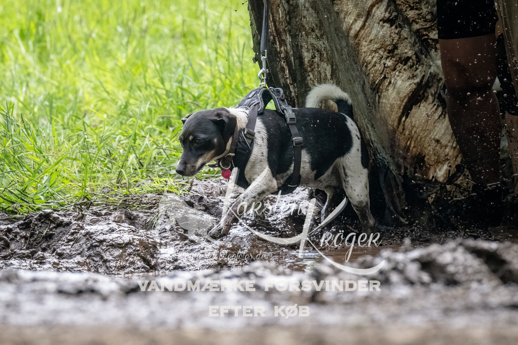1126_ZZ92899-Bearbeitet | kk-dogfotos