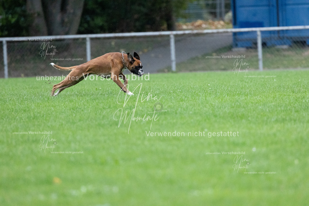 _16A4658 | Einzigartige Fotos von Hunden & Menschen –Actionfotos, Portraits, Vereinsaufnahmen & Paarshootings – authentisch, lebendig & mit Herz.