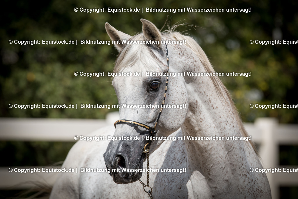 20150904_TOMsPiC_0264 | equistock