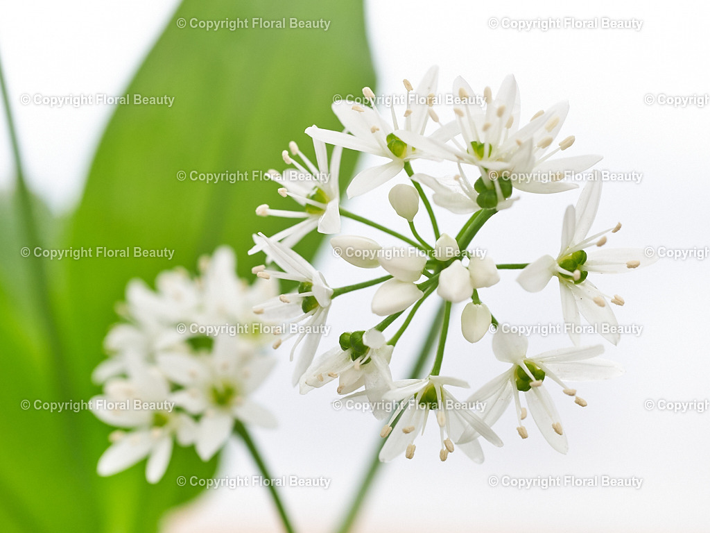 Blu-Allium-ursinum-183019-HS-27 | Onlineshop für hochwertige Wandbilder. Bei uns findet ihr selbstgestaltete Blumenmotive. Das perfekte Geschenk, als Praxisdeko oder die eigene Wohnung. Alle künstlerischen Blumenfotos sind auf Leinwand, FineArtPrint, Kunstdruck und vielem mehr zu erwerben - Realized with Pictrs.com
