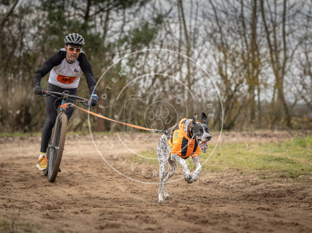 Pfotenfotografie_DV3A9610 | Hundefotografie, Tierfotograf, Pfotenfotografie, Fotoshooting Hund, Hunde Portrait, Hundesport, Hundeportraits, Heideshooting, Hunde, Sportfotograf, Hundefotograf, Turnierhundsport, THS,  - Realisiert mit Pictrs.com