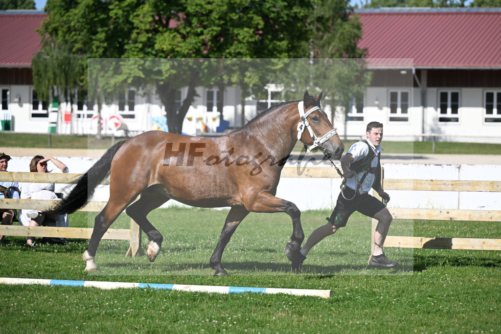 Kat-Nr. 4 Primel v. Rubino I_Gschmeissner_18250051 | hf-fotografie - Realizzato con Pictrs.com