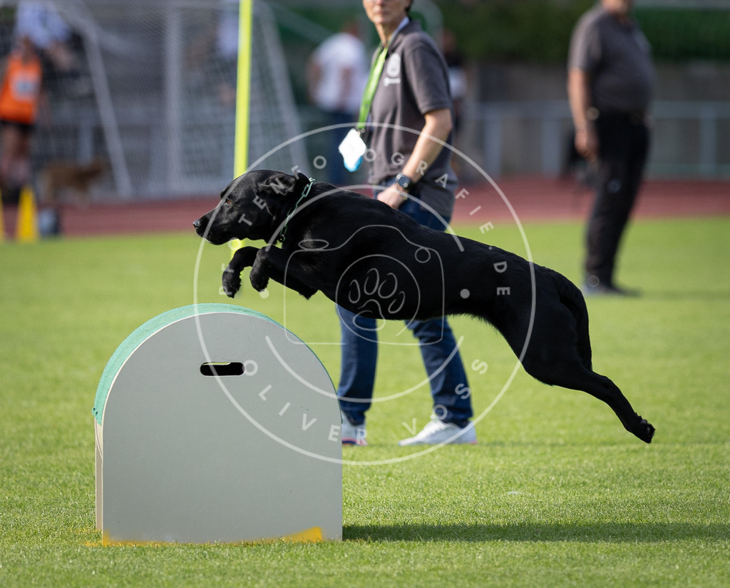 Pfotenfotografie_DV3A2659 | Hundefotografie, Tierfotograf, Pfotenfotografie, Fotoshooting Hund, Hunde Portrait, Hundesport, Hundeportraits, Heideshooting, Hunde, Sportfotograf, Hundefotograf, Turnierhundsport, THS,  - Realisiert mit Pictrs.com