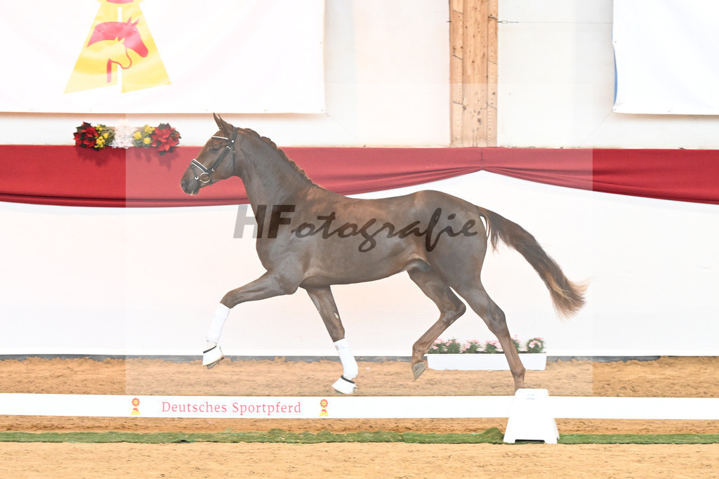 Kat-Nr. 63 Fidertanz x Romanov Blue Hors_La Rue_43230649 | hf-fotografie - Realisiert mit Pictrs.com