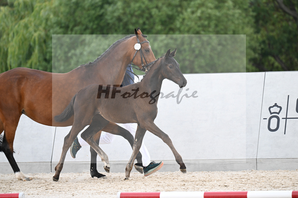 Kat-Nr. 7 One Million x Simonetti_SF_Doering_21250691 | hf-fotografie - Realizzato con Pictrs.com