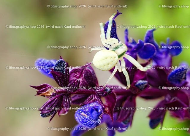 titusgraphy_P7092895-vz-ln_pe_pe | titusgraphy-shop: Geschenkideen mit Qualitätsfotos. titusgraphy-shop: gift ideas with quality photos. titusgraphy-shop: idées cadeaux avec photos de qualité.  - Realisiert mit Pictrs.com