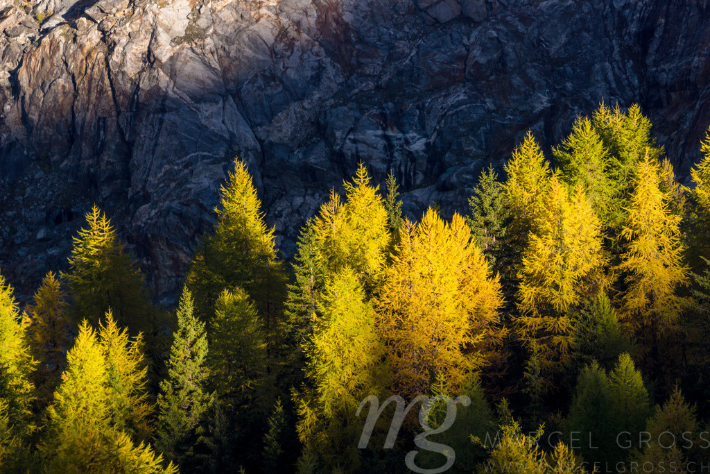 yellow larches in autumn, Valais | Die ideale Geschenkidee für Naturliebhaber. Naturbilder von Marcel Gross Photography für ihr Zuhause in den verschiedensten Formaten und Materialien. - Realisiert mit Pictrs.com