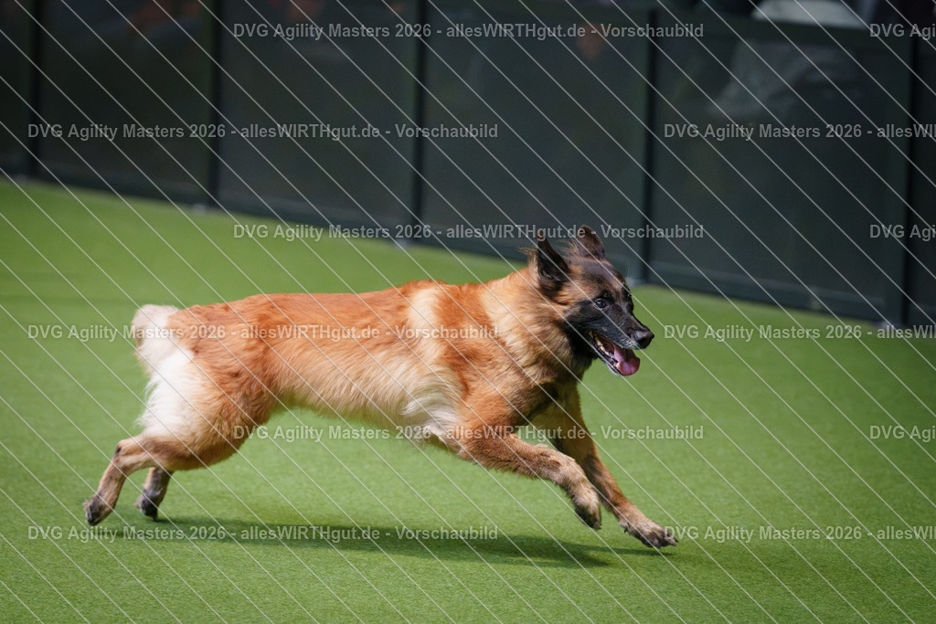 allesWIRTHgut_Tierfotografie-DVG_Agility_Masters_2026-09_34-7R502103 | Professionelle Tierfotografie in Mönchengladbach von Daniel Wirth (allesWIRTHgut). Liebevolle & natürliche Bilder von Hunden & Katzen für unvergessliche Erinnerungen.