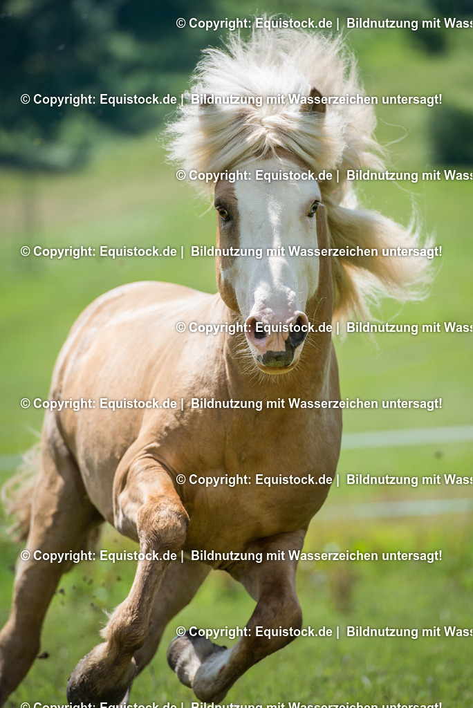 20160620_Isl__nder_auf_Weide_0009 | Foto: Linda Balz