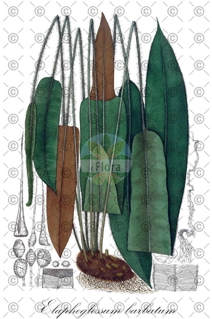 HistAbb_2077_4_FLORAD_SIMPLE | Historische Abbildung von Elaphoglossum barbatum - Dryopteridaceae | Historical Illustration of Elaphoglossum barbatum - Dryopteridaceae
