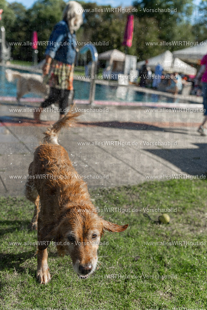 Hundeschwimmen_Volksbad_2026-allesWIRTHgut_Tierfotografie-2609061059-100943-7R509310 | Professionelle Tierfotografie in Mönchengladbach von Daniel Wirth (allesWIRTHgut). Liebevolle & natürliche Bilder von Hunden & Katzen für unvergessliche Erinnerungen.