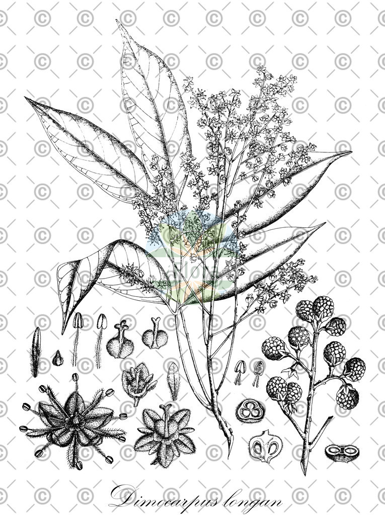 HistAbb_wfo-0000647787_3_ENZY_Simple | Historische Abbildung von Dimocarpus longan - Sapindaceae | Historical Illustration of Dimocarpus longan - Sapindaceae
