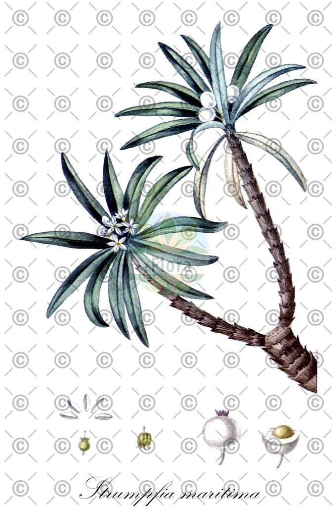 HistAbb_wfo-0000501443_2_ENZY_Simple | Historische Abbildung von Strumpfia maritima - Rubiaceae | Historical Illustration of Strumpfia maritima - Rubiaceae