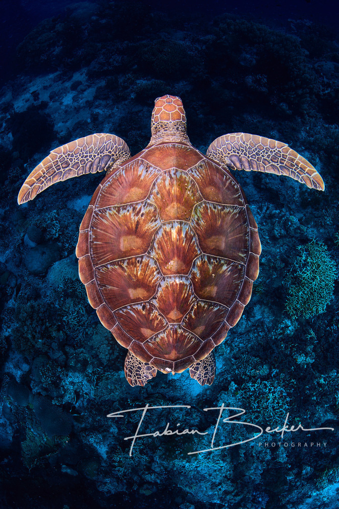 Die Welt von oben | Einzigartige Wandbilder von faszinierenden Unterwasserwelten. Exklusive Kunst für Empfangsbereiche, Wohnraum oder Wartezimmer. - Realisiert mit Pictrs.com