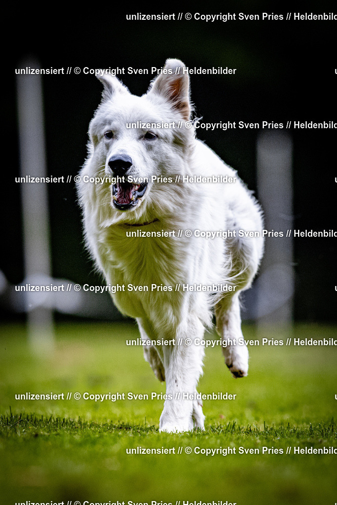 Sven Pries | 2025-10-03 - Hunderennen Obergrombach - Realisiert mit Pictrs.com