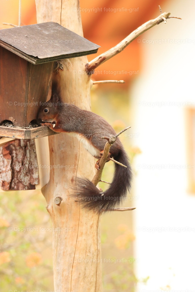 IMG_0595-heller | fotografie-graf - Realisiert mit Pictrs.com