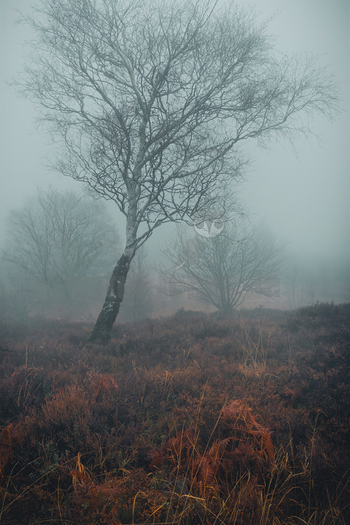 R5M26318_20251130 | Das Bild zeigt eine atmosphärische Szene im Hohen Venn, einer Hochmoorlandschaft in Belgien, eingehüllt in dichten Nebel. Im Vordergrund dominiert ein markanter, kahler Birkenbaum mit seinen filigranen Ästen, die sich gegen den grauen Himmel abzeichnen. Im Hintergrund verschwimmen weitere Bäume und Sträucher im undurchdringlichen Weiss des Nebels, was der Szene eine mystische und melancholische Stimmung verleiht. Der Boden ist bedeckt mit einer Mischung aus rötlich-brauner Heide und vertrockneten Farnen, die auf die späte Herbst- oder Winterzeit hindeuten. Die gedämpften Farben und die geringe Sichtweite erzeugen eine ruhige und zugleich geheimnisvolle Atmosphäre in dieser einzigartigen Naturlandschaft. - Realisiert mit Pictrs.com