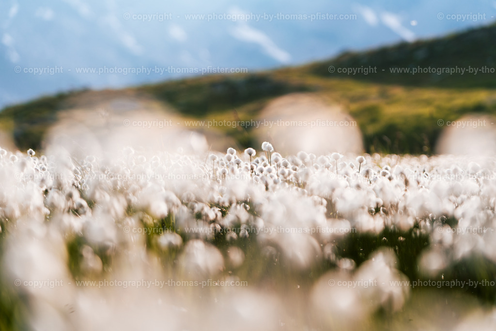 Wollgras Oberer Gerlossee copyright  Thomas Pfister-3 | PHOTOGRAPHY BY THOMAS PFISTER