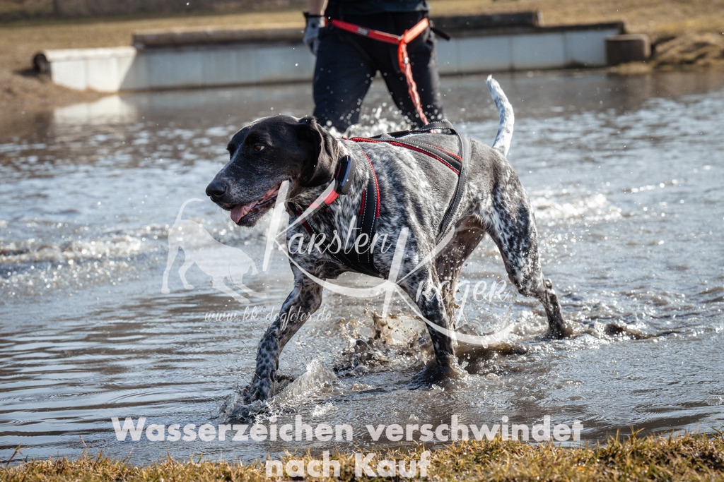 1115_ZZ93375 | kk-dogfotos