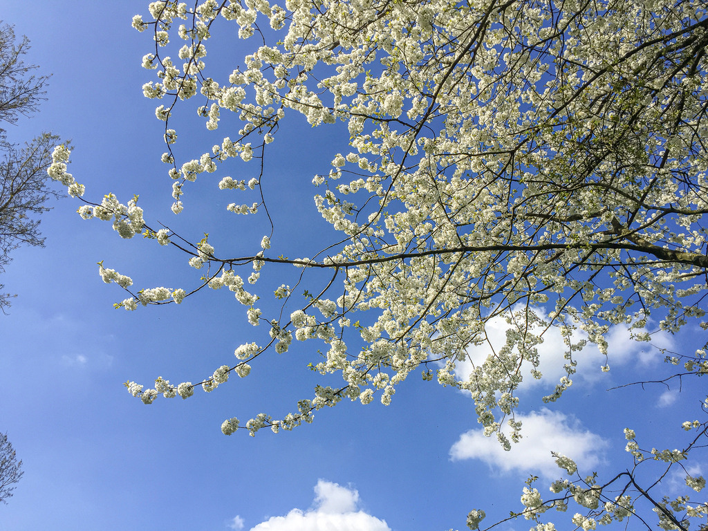 Frühlingserwachen im Blütenmeer | Anmutig schwingen die feingliedrigen Äste eines blühenden Baumes in den wolkenlosen, strahlend blauen Himmel empor. Dichte, weiße Blütenbündel reihen sich wie kleine Kunstwerke entlang der Zweige aneinander und symbolisieren den Neubeginn und die unbeschwerte Leichtigkeit des Frühlings. Das sanfte Licht betont die Frische der Natur und lässt die zarten Blüten leuchten. Ein Bild voller Harmonie und Zuversicht, das den Zauber warmer Sonnentage und das Wiedererwachen des Lebens spürbar einfängt. - Realisiert mit Pictrs.com