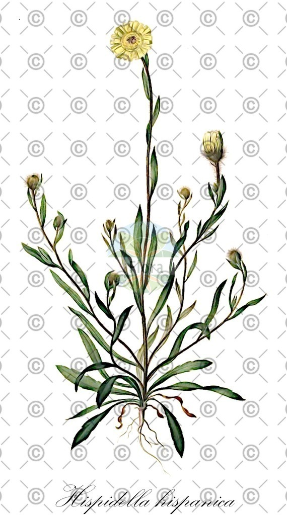 HistAbb_wfo-0001107320_2_ENZY_Simple | Historische Abbildung von Hispidella hispanica - Asteraceae | Historical Illustration of Hispidella hispanica - Asteraceae
