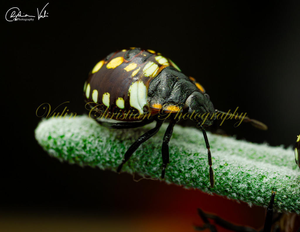 K 16 | Christian Vulin  - Realisiert mit Pictrs.com