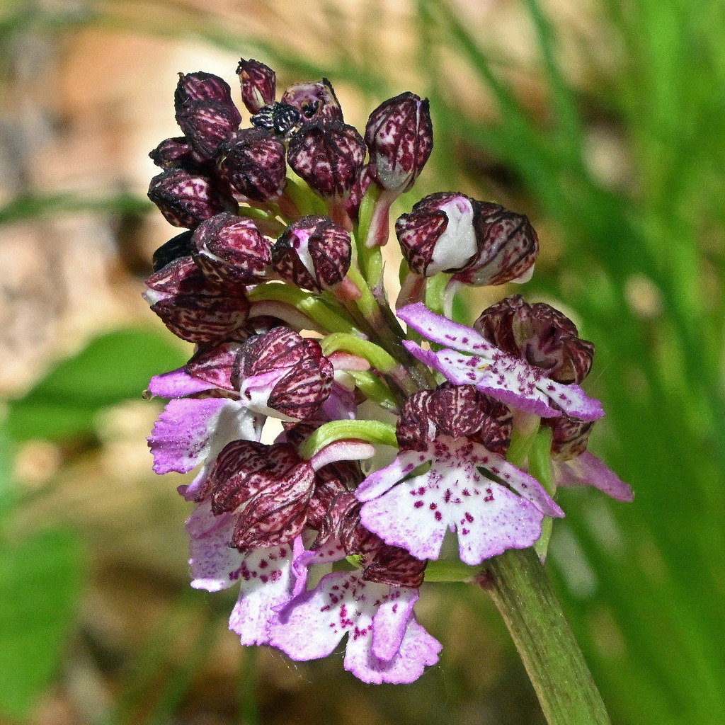 Purpurknabenkraut02q | lucisnaturbilder - Realisiert mit Pictrs.com