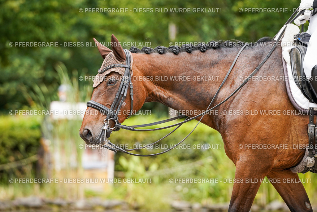 DSC05632 | Pferdegrafie