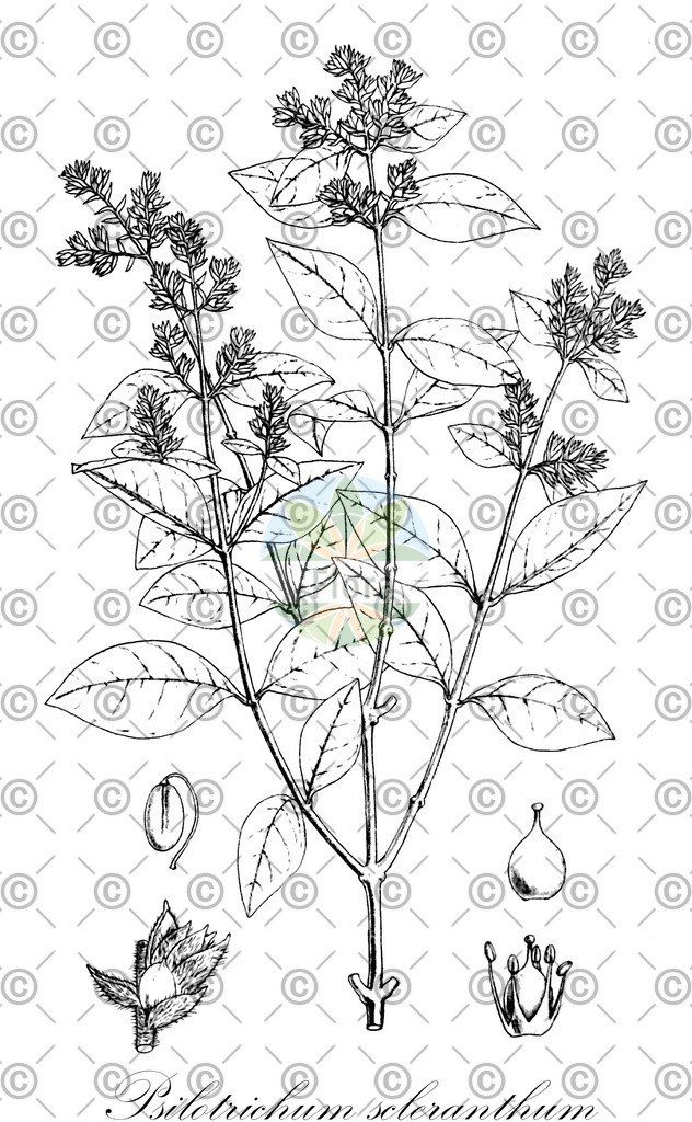 HistAbb_wfo-0000284724_1_ENZY_Simple | Historische Abbildung von Psilotrichum scleranthum - Amaranthaceae | Historical Illustration of Psilotrichum scleranthum - Amaranthaceae