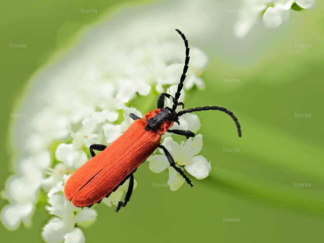 Rüssel-Rotdeckenkäfer (Lygistopterus sanguineus) | Der Rüssel-Rotdeckenkäfer (meist Pyrochroa coccinea) ist ein auffälliger, leuchtend rot geflügeliger Käfer mit schwarzem Kopf und Beinen. Er gehört zu den Weichkäfern und wird häufig auf Holz oder Blüten gefunden. –  – The Red-roofed Cardinal Beetle (Pyrochroa coccinea) is a striking bright red-winged beetle with black head and legs. It belongs to the soft-winged beetle family and is often found on wood or flowers. - Realisiert mit Pictrs.com