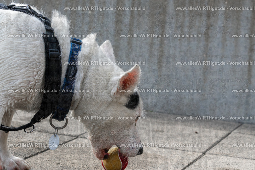 Hundeschwimmen_Volksbad_2026-allesWIRTHgut_Tierfotografie-2609061527-FAY07223 | Professionelle Tierfotografie in Mönchengladbach von Daniel Wirth (allesWIRTHgut). Liebevolle & natürliche Bilder von Hunden & Katzen für unvergessliche Erinnerungen.