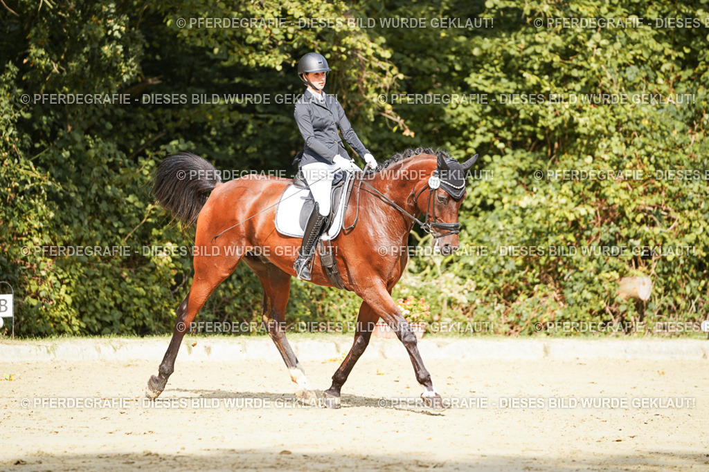 DSC02433 | Pferdegrafie