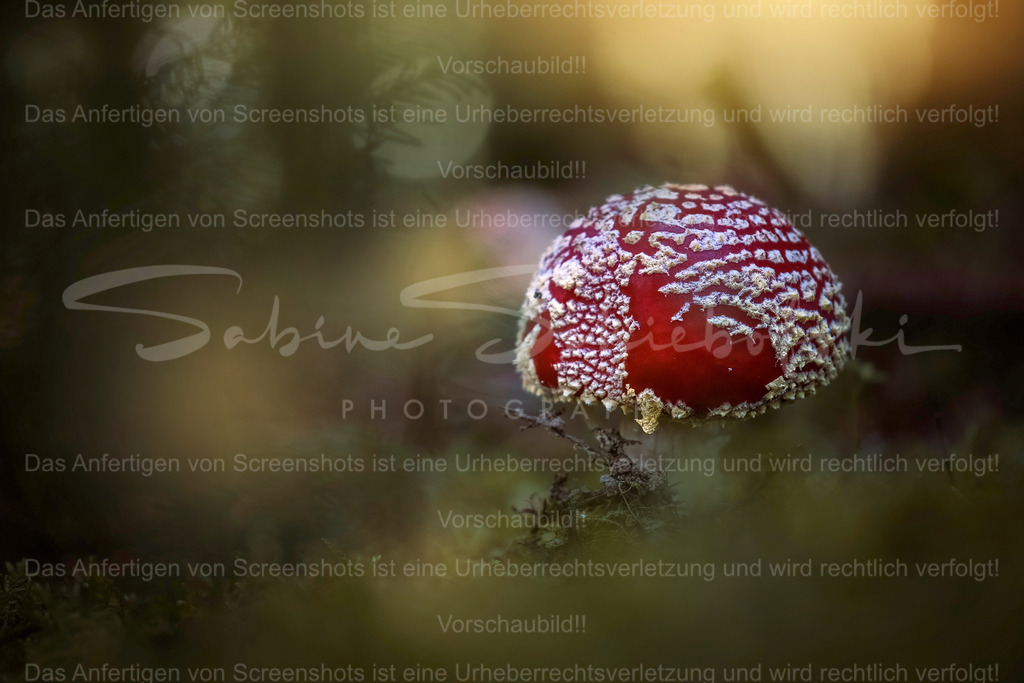 Fliegenpilz_07.11.2020_DSCF1673 | Exklusive Naturfotografie für stilvolle Wanddekoration ★ Premium Wandbilder Made in Germany ✔️ FineArt Drucke & Downloads ✔️ Brillante Farben, höchste Qualität & weltweiter Versand ✔️ - Realisiert mit Pictrs.com