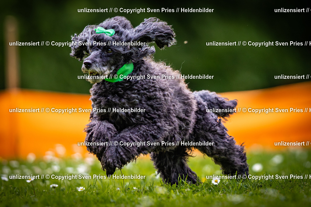 Sven Pries | 2025-05-29 - Pudelrennen KA-Durlach - Realisiert mit Pictrs.com