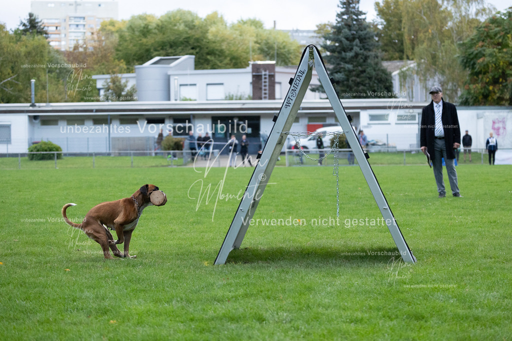 _16A4705 | Einzigartige Fotos von Hunden & Menschen –Actionfotos, Portraits, Vereinsaufnahmen & Paarshootings – authentisch, lebendig & mit Herz.