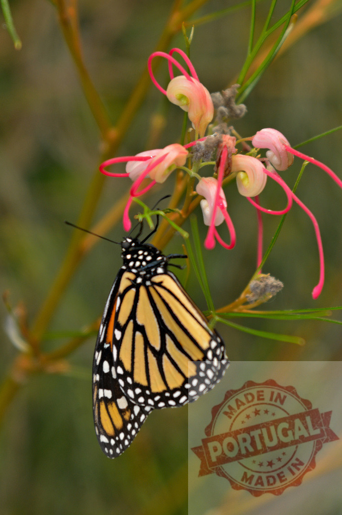 Monarch butterfly feeding on pink grevillea flower in Australia | Close-up of monarch butterfly feeding on pink grevillea flower in natural habitat - Realisiert mit Pictrs.com