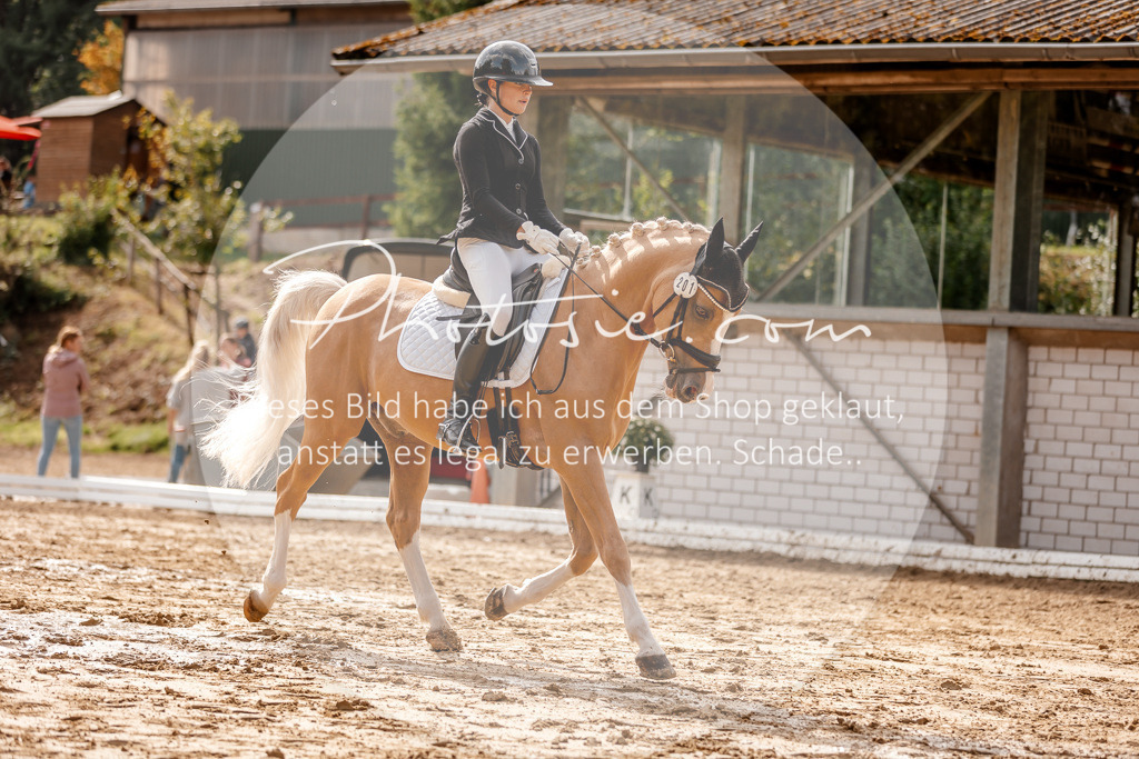 3I6A7333 | Stimmungsvolle Portraits und Reitsportfotografie im Ruhrgebiet und im Münsterland.

Pferdefotografie, Hundefotografie, Tierfotografie, Reportagen, Portraits von Tier und Mensch, Turnierfotografie in Bochum, Recklinghausen, Marl, Haltern am See, Dülmen.. - Realisiert mit Pictrs.com