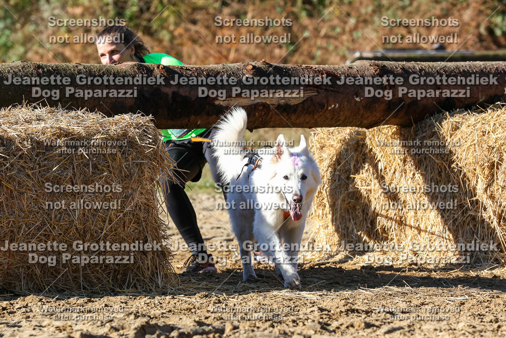 Dog Paparazzi - Strongdog 10-25-2070 | Dog Paparazzi Jeanette Grottendiek Fotografie & Videografie - Realisiert mit Pictrs.com