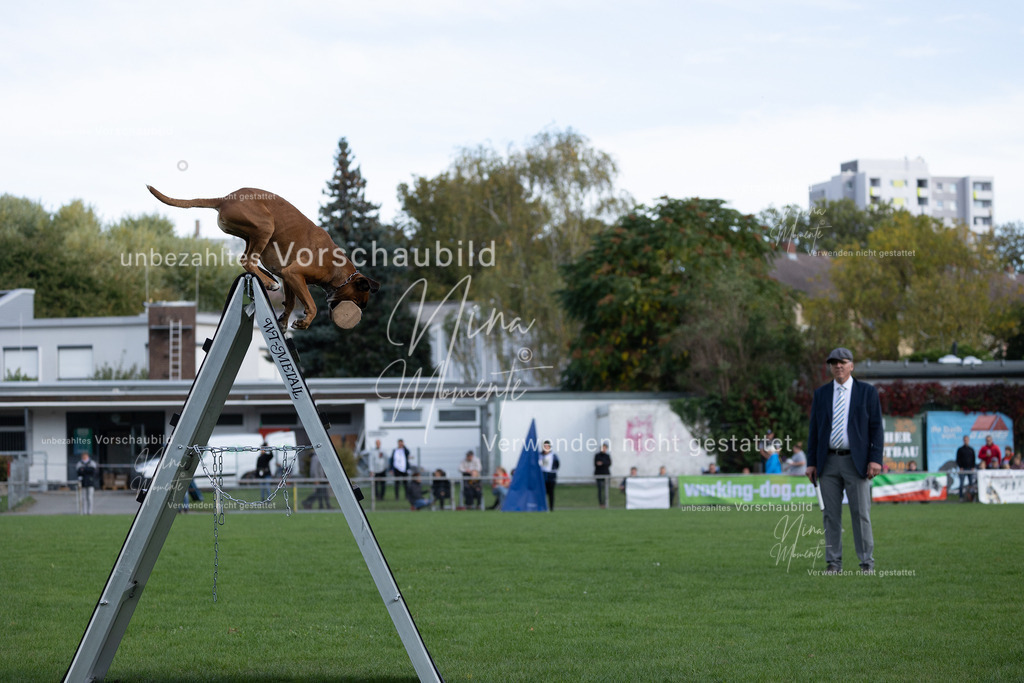 _16A5633 | Einzigartige Fotos von Hunden & Menschen –Actionfotos, Portraits, Vereinsaufnahmen & Paarshootings – authentisch, lebendig & mit Herz.