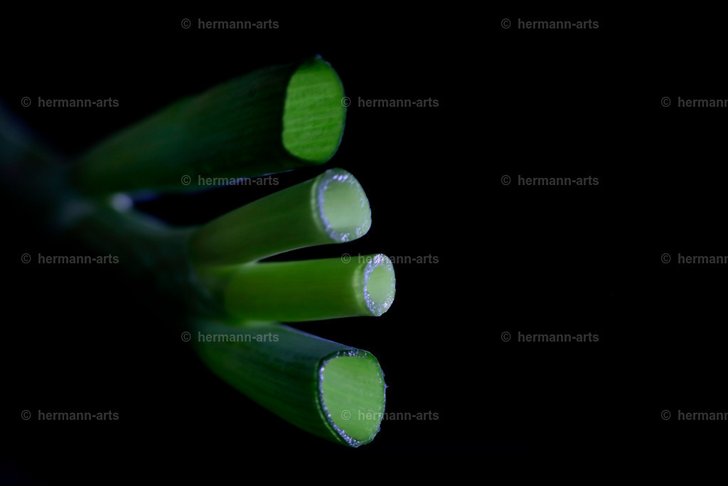 Fruits-Art-019 | Photo Foto Kunst Art schwarzweiss Bilder Rheine Münster Berlin Blumen 