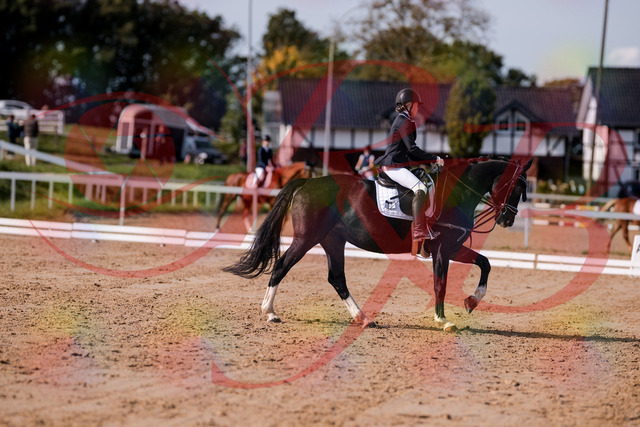 2026_10_03_Siefer-Hof_121557_Z81_18023943 | Professionelle Reitsport-, Turnier- und Eventfotografie von Robert Broda. Galerien mit ausgewählten und bearbeiteten Bildern direkt online ansehen und bestellen.