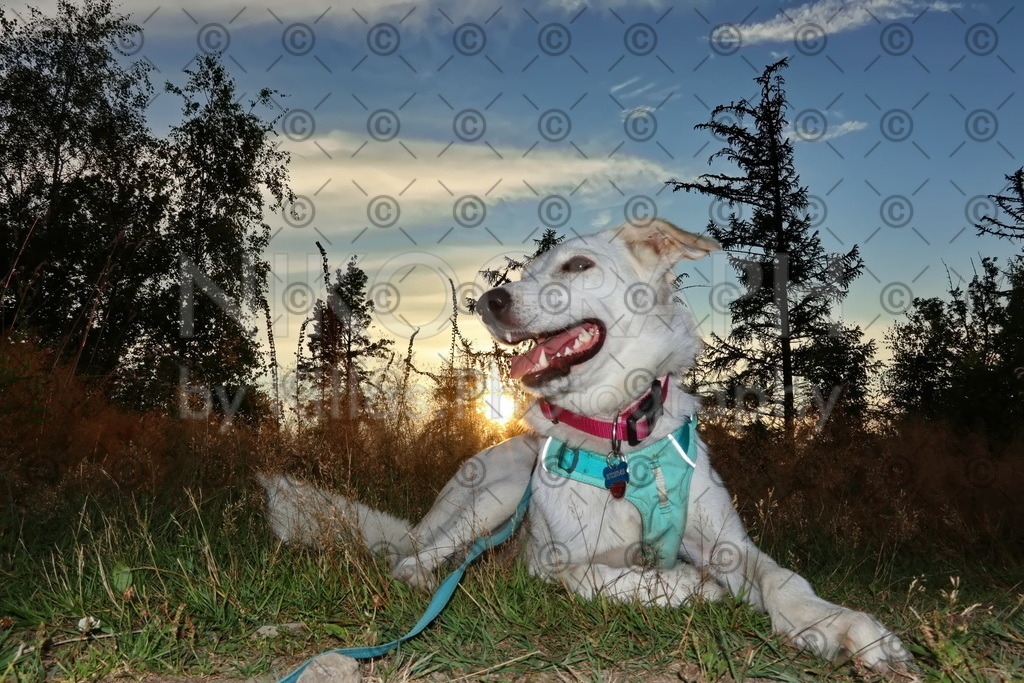 Hund in der Abendsonne | Ein Hund liegt im Wald auf einer Wiese. Im Hintergrund geht die Sonne in den Baumkronen des Iserlohner Stadtwaldes unter.