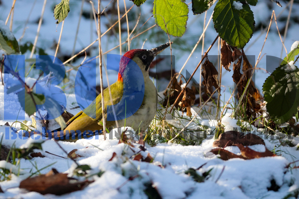 Gruener Specht {date} -  | {headline}



(Foto: Sebastian Sendlak / BOND)

 - Realisiert mit Pictrs.com