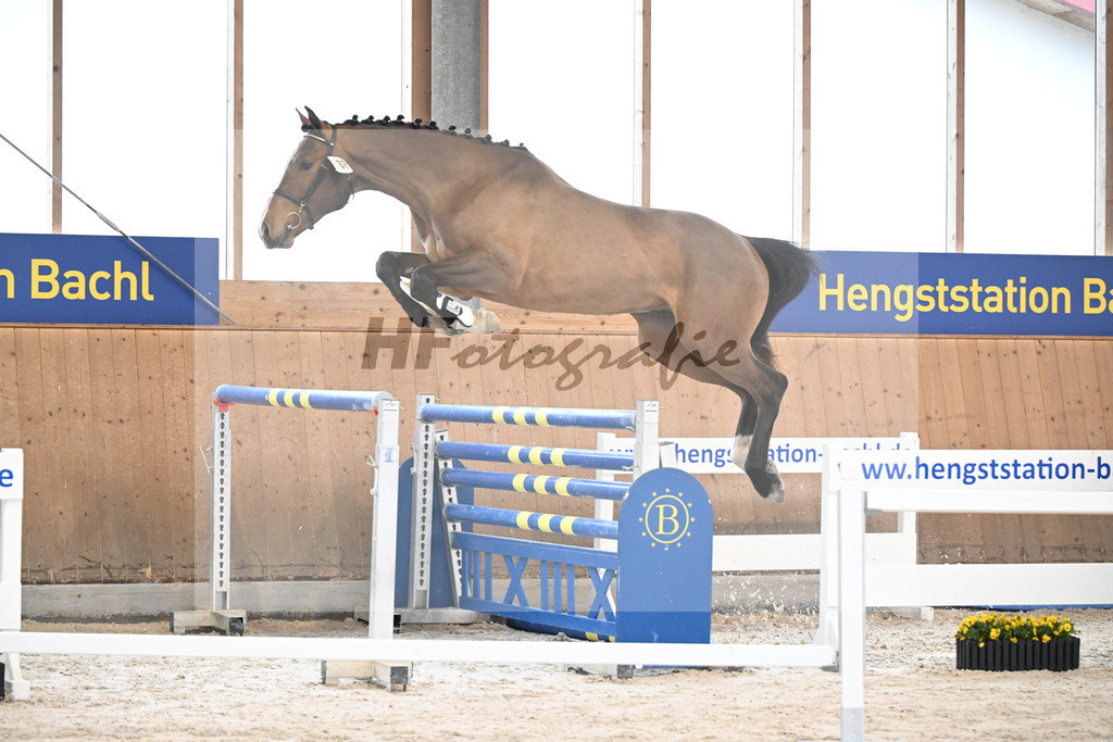 Kat-Nr. 7 Securus Eickenrode v. Eldorado v d Zeshoek_5251239 | hf-fotografie - Realisiert mit Pictrs.com