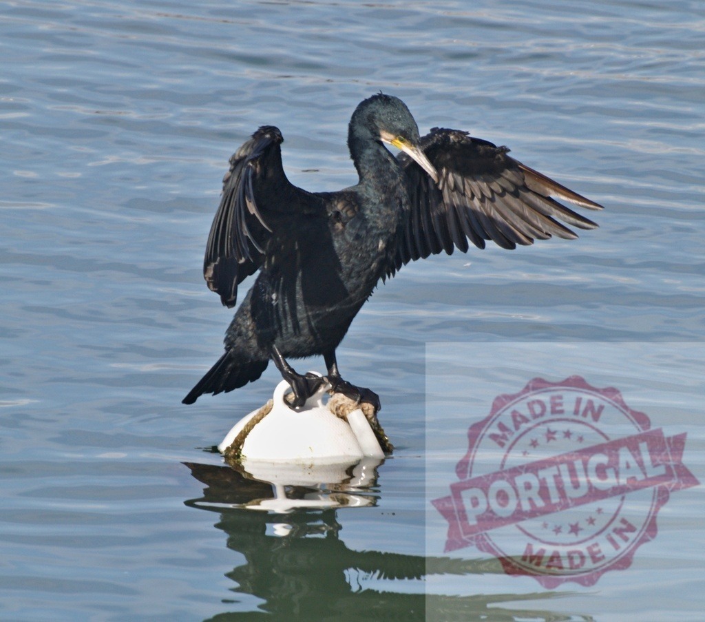 Cormorant drying wings on a buoy in water | Cormorant spreading wings for drying while standing on a small white buoy in the water - Realisiert mit Pictrs.com