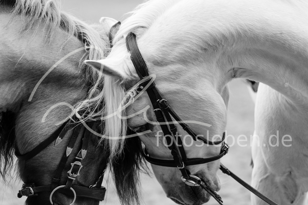 846A0435 | fotosleben - Realisiert mit Pictrs.com