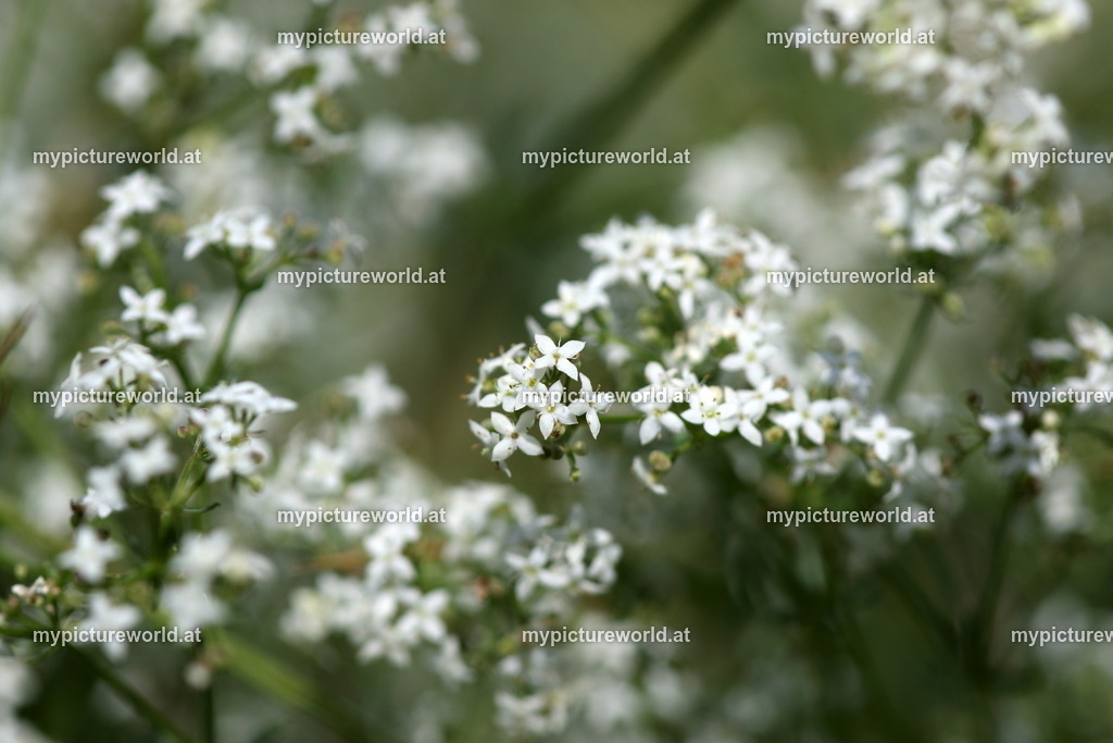 Sumpf-Labkraut-001 | Das Bilderarchiv über Tiere, Planzen und Landschaften. In der Bilddatenbank finden Sie ein große Auswahl an hochwertigen Bilder für Ihre Werbung - Realized with Pictrs.com